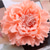 cheap Pins and Brooches-Fall Wedding Women&#039;s Men&#039;s Girls&#039; Brooches Stylish Brooch Jewelry Purple Red Blue For Party Wedding Halloween Daily wear/ Couple&#039;s