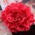 cheap Pins and Brooches-Fall Wedding Women&#039;s Men&#039;s Girls&#039; Brooches Stylish Brooch Jewelry Purple Red Blue For Party Wedding Halloween Daily wear/ Couple&#039;s