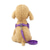 cheap Dog Collars, Harnesses &amp; Leashes-Dog Cat Outfits Harness Trainer Walking For Dog / Cat Geometric Footprint / Paw Husky Golden Retriever Dalmatian