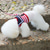 cheap Dog Collars, Harnesses &amp; Leashes-pet chest harness traction rope dog chain teddy small dog walking dog rope vip chest harness set