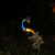 halpa Maisemavalot-aurinko riikinkukon valot ulkokoristelu valo puutarhaterassille led valo metalli riikinkukko patsaita hahmo nurmikko maisema pihapolulle puutarhan koristelu kodin veistos taide valaistus 1x