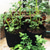 cheap Plant Grow Bags-Plant Grow Bags Home Garden Potato Pot Greenhouse Vegetable Growing Bags Moisturizing Jardin Vertical Garden Bag Tools