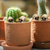 cheap Halloween Hanging &amp; Tabletop Decorations-20pcs Mini Skulls, Halloween Small Skeleton Head Flowerpot Decor Realistic Skull Crafts Garden Decoration Bonsai Courtyard Ornaments