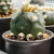 cheap Halloween Hanging &amp; Tabletop Decorations-20pcs Mini Skulls, Halloween Small Skeleton Head Flowerpot Decor Realistic Skull Crafts Garden Decoration Bonsai Courtyard Ornaments