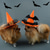abordables Costumes-Chien Chat Bandanas &amp; Chapeaux Tenue d'Halloween Mode Drôle Hiver Respirant Doux Lavable Confortable Extérieur Halloween Décontracté Quotidien Vêtements pour Chiens for Bichon Frisé Spitz Nain Béb