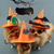 abordables Costumes-Chien Chat Bandanas &amp; Chapeaux Tenue d'Halloween Mode Drôle Hiver Respirant Doux Lavable Confortable Extérieur Halloween Décontracté Quotidien Vêtements pour Chiens for Bichon Frisé Spitz Nain Béb