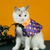 ieftine Costum pentru animale de companie de Halloween-Câini Pisici Costum Manta Cosplay Amuzant Iarnă Απαλό Halloween În aer liber Halloween  Ținute haine pentru cățeluși
