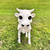 cheap Halloween Hanging &amp; Tabletop Decorations-Cow Skeleton Halloween Decoration, 2024 New Halloween Cow Skeleton, Cow Skull Halloween Haunted Skeleton, Halloween Decorative Prop