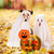 preiswerte Halloween-Haustierkostüm-Hunde Katzen Kostüme Cool Lustig Winter Wasserdicht Atmungsaktiv Weich Waschbar Komfortabel Halloween Festival Bichon Frise Spitz kleines Haustier Schmetterling