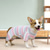 cheap Pajamas-Dog Cat Pajamas Fashion Casual Winter Breathable Soft Washable Comfortable Christmas Outdoor Casual Daily Dog Clothing for Bichon Frise Pomeranian Baby Pet Papillon Small