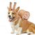 baratos Fantasia de Halloween para animais de estimação-Cachorros Trajes da Noite das Bruxas Fantasia para Cachorro caramujos Estilo bonito Engraçado Macio Dia Das Bruxas Carnaval Festa  Roupas de cachorro para cachorro