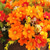 abordables Plantas y Flores Artificiales-Flores colgantes artificiales en cesta-decoración de jardín de césped para patio exterior/interior, cesta de margaritas con maceta de cadena con forro de coco de 12 pulgadas