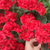 tanie Sztuczne kwiaty-sztuczne czerwone geranium jedwabne kwiaty roślina do użytku na zewnątrz krzew 2 wiązki sztuczne kwiaty pelargonie na zewnątrz kwiatowy wystrój domu kryty ogród patio wazon grób cmentarz ozdoby na