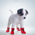 abordables Botas &amp; Protectores de Patas-Zapatos para perros de todos los tamaños, botas impermeables para perros.  &amp; pata en tiempo lluvioso caminar al aire libre