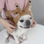 baratos Fantasia de Halloween para animais de estimação-Cachorros Trajes da Noite das Bruxas Fantasia para Cachorro caramujos Estilo bonito Engraçado Macio Dia Das Bruxas Carnaval Festa  Roupas de cachorro para cachorro