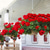 tanie Sztuczne kwiaty-sztuczne czerwone geranium jedwabne kwiaty roślina do użytku na zewnątrz krzew 2 wiązki sztuczne kwiaty pelargonie na zewnątrz kwiatowy wystrój domu kryty ogród patio wazon grób cmentarz ozdoby na