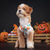 お買い得  ハロウィンペットコスチューム-犬用 ハロウィーンコスチューム 犬用コスチューム カボチャ かわいいスタイル ソフト ハロウィーン カーニバル パーティー 犬用子犬服
