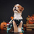 tanie Strój dla zwierzaka na Halloween-Psy Kostiumy halloweenowe Kostium dla psa Dynia Śłodkie Miękka Halloween Karnawał Impreza  Ubrania dla szczeniąt dla psów
