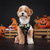 お買い得  ハロウィンペットコスチューム-犬用 ハロウィーンコスチューム 犬用コスチューム カボチャ かわいいスタイル ソフト ハロウィーン カーニバル パーティー 犬用子犬服