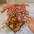 voordelige Spellen, puzzels en bouwspeelgoed-Bouwblokken Bloem 2008 pcs Bloem serie verenigbaar ABS + PC Legoing Creatief Decompressie Speelgoed Ouder-kind interactie voor kind Speeltjes Geschenk