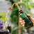 abordables outils à main de jardin-arrosoir avec pommeau de douche amovible - buse longue flexible, gâchette à pression, arroseur de plantes en plastique transparent pour l'intérieur &amp;jardinage extérieur
