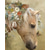 cheap Girl&#039;s 3D Animals-Girls&#039; 3D Horse T shirt Tee Short Sleeve Summer Spring Fashion Basic Kids 4-12 Years Crew Neck Outdoor Casual Daily Regular Fit