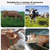 economico Supporto e Cura degli Animali-cavezza per bestiame in tela resistente, collare per collo di mucca rinforzato a quattro strati, collare in tela resistente con corda e bullone per mucche, pecore, cani e cavalli
