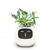 cheap Tool Accessories-Smart Flowerpots,Smart Pet Planter,Ai Planter,Intelligent Flowerpots,Multiple Expressions,7 Smart Sensors, and Ai Chips Make Raising Plants Easy and Fun for Living Room,Plant-Free