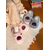 cheap Women's Slippers &amp; Flip-Flops-Women's Plush Capybara Bear Slippers – Warm Fleece Indoor Shoes with Cute Animal Design for Home, Bedroom and Cozy Winter Days