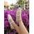 economico Donne-ballerine Mary Jane da donna in rete con ricami floreali: eleganti scarpe slip-on traspiranti in stile isola tropicale per vacanze in resort sulla spiaggia e viaggi estivi