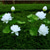 halpa Pathway Lights &amp; Lanterns-aurinko lotus-puutarhavalo aurinko lotus ulkokäyttöön led-aurinkoenergialla vilkkuvat ilotulitusvalot vedenpitävä merkkijono keijuvalo kotipuutarhaan joulukoristeisiin takapihan valot aurinko