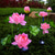 halpa Pathway Lights &amp; Lanterns-aurinko lotus-puutarhavalo aurinko lotus ulkokäyttöön led-aurinkoenergialla vilkkuvat ilotulitusvalot vedenpitävä merkkijono keijuvalo kotipuutarhaan joulukoristeisiin takapihan valot aurinko