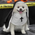 baratos Vestuário &amp; Acessórios-Fantasia fofa e engraçada de freira para cães e gatos, ideal para cosplay e fotos.