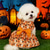 abordables Vêtements &amp; Accessoires-Déguisements d'Halloween pour chiens, costumes de citrouille et de fantôme pour chats avec nœud orange, vêtements pour chatons, chihuahuas, yorkshires et caniches