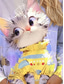 cheap Animals tee-Women&#039;s T Shirt Cat Casual Long Sleeve Crew Neck Regular Tops Daily Print Purple Spring Fall