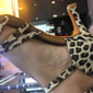 Damen Schuhe für den lateinamerikanischen Tanz Ballsaal Salsa Schuhe Line Dance Leistung Satin Grundlegend Sandalen Absätze Schnalle Einheitliche Farbe Kubanischer Absatz Schnalle Leopard Schwarz
