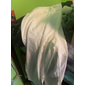 Bărbați Pantaloni de in Pantaloni Pantaloni casual Pantaloni de vară Pantaloni largi Cordon Buzunar frontal Picior drept Simplu Confort Απαλό Lungime totală Plajă Sală de Fitness Yoga Modă Hawaiană