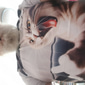 Herren Katze Lustig T Shirt Kurzarm T-Shirt 3D-Druck Rundhalsausschnitt Hemd Mode Täglich Straße Täglich Blau Schwarz Grau Sommer Frühling Bekleidung S M L XL XXL XXXL